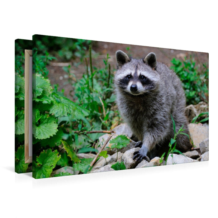Premium Textil-Leinwand Waschbär