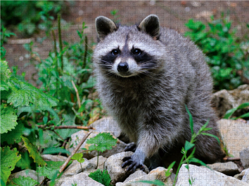 Raccoon - CALVENDO photo puzzle 