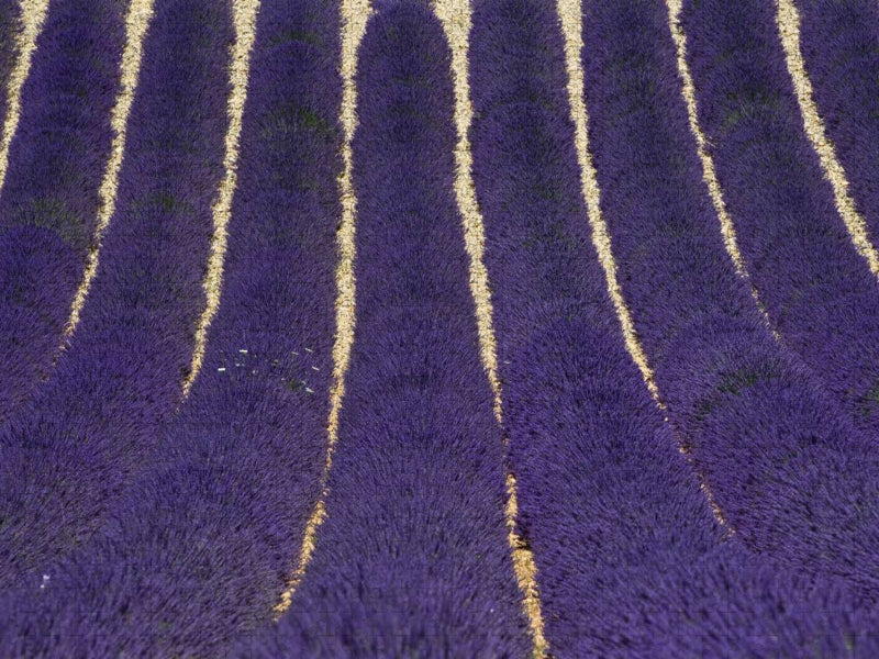 Lavendelfeld - CALVENDO Foto-Puzzle'