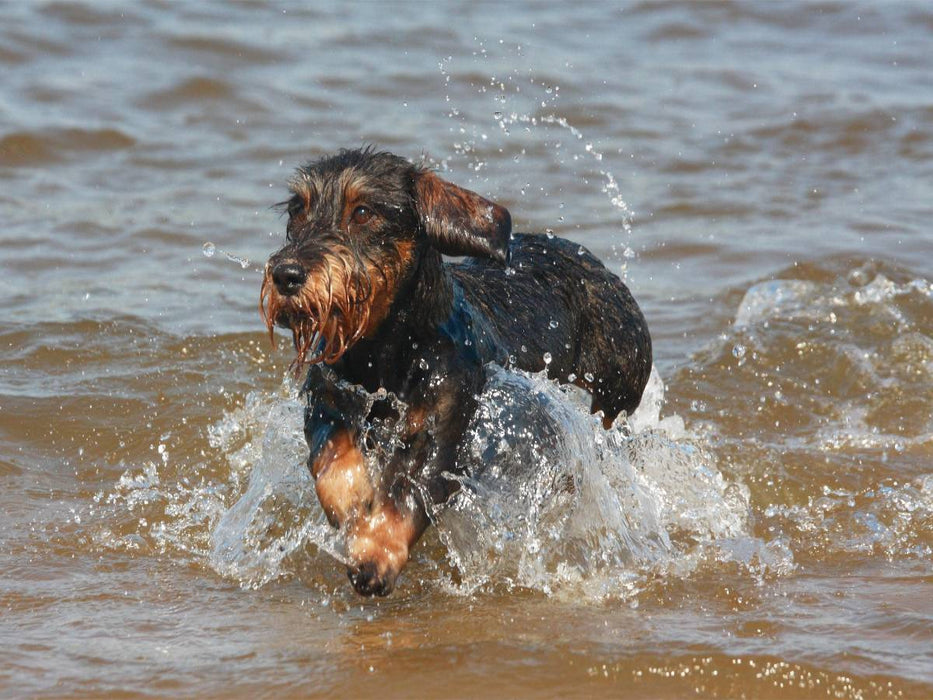 Rauhaardackel beim Wasserspiel - CALVENDO Foto-Puzzle'
