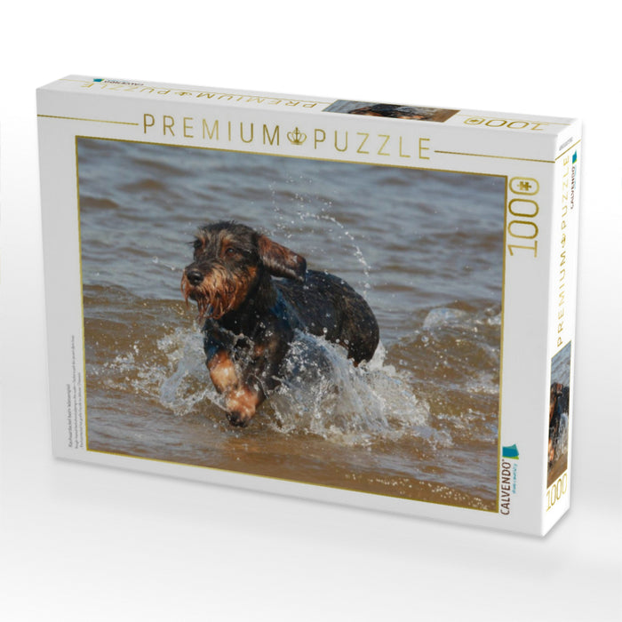 Rauhaardackel beim Wasserspiel - CALVENDO Foto-Puzzle'