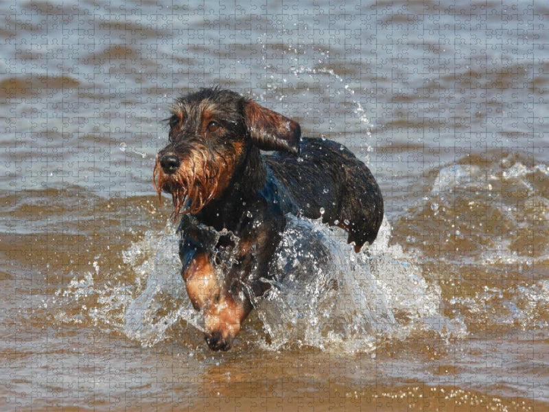 Rauhaardackel beim Wasserspiel - CALVENDO Foto-Puzzle'