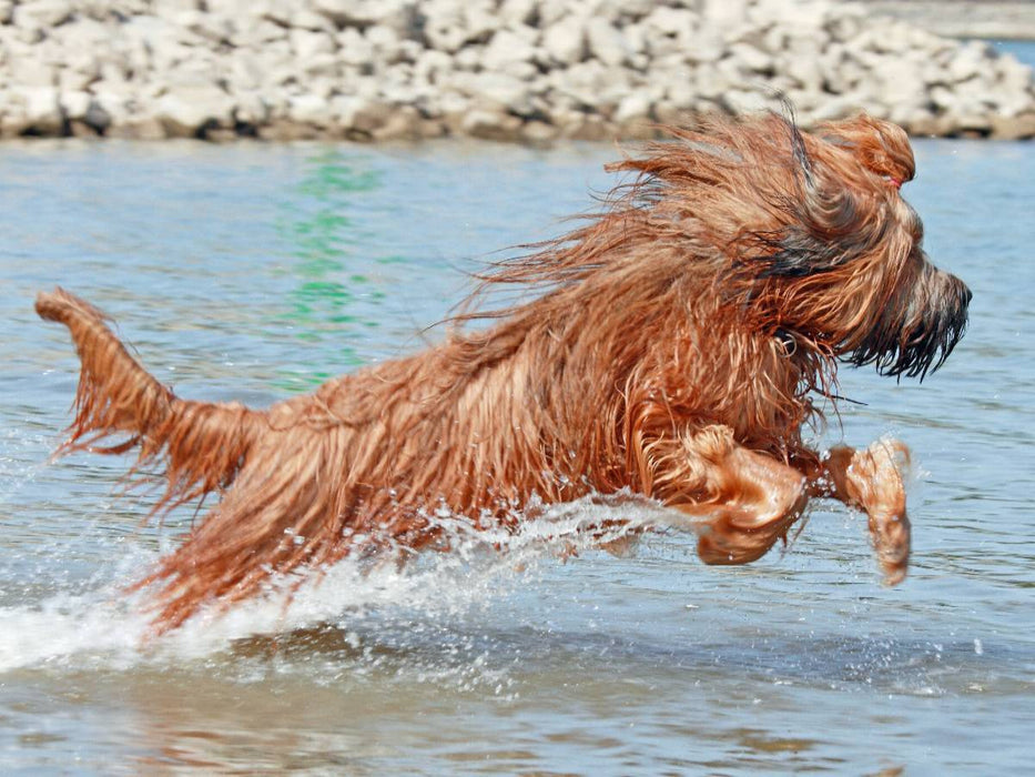 Briard voller Lebensfreude beim spielen - CALVENDO Foto-Puzzle'