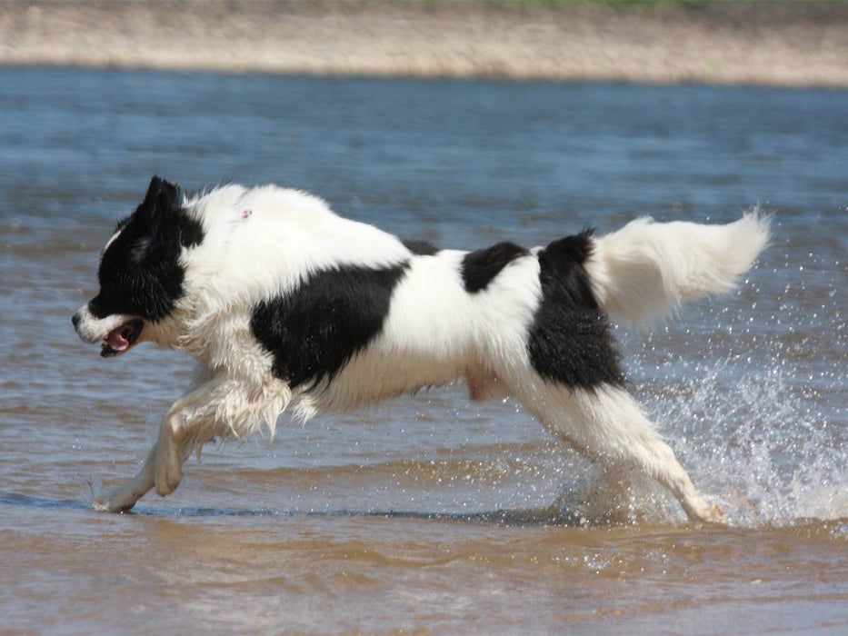 Landseer beim Badespaß - CALVENDO Foto-Puzzle'
