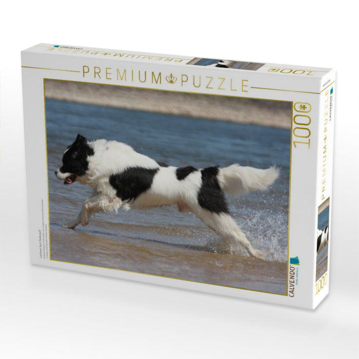 Landseer beim Badespaß - CALVENDO Foto-Puzzle'
