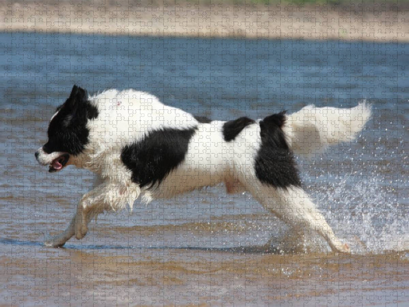 Landseer beim Badespaß - CALVENDO Foto-Puzzle'