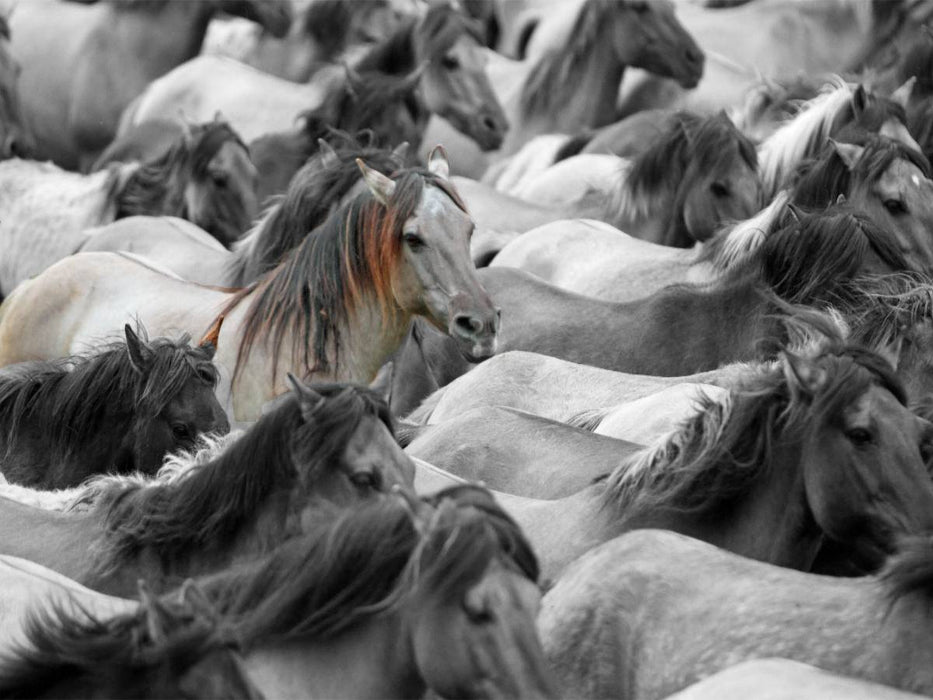 Dülmener Wildpferde - CALVENDO Foto-Puzzle'