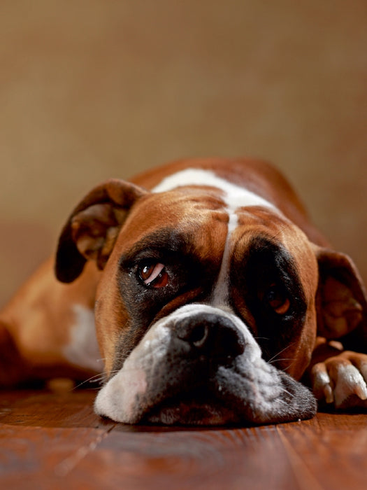 Maja, 3 years - CALVENDO photo puzzle 