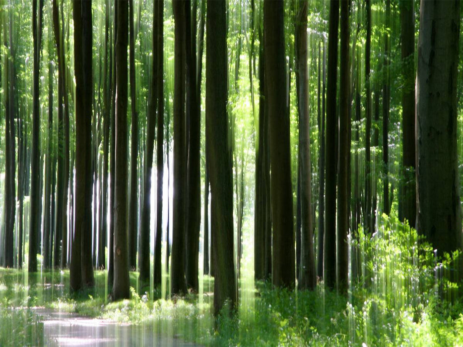 Buchenwald - CALVENDO Foto-Puzzle'