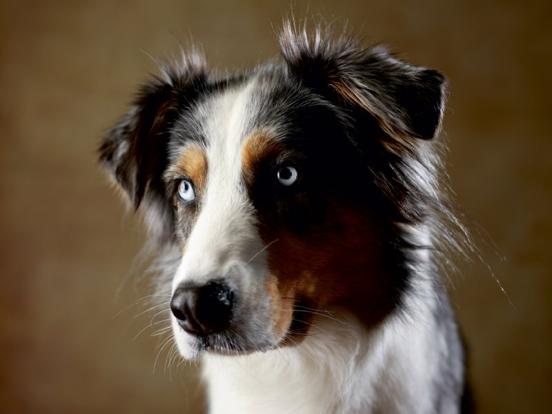 Dakota, 9 years old - CALVENDO photo puzzle 