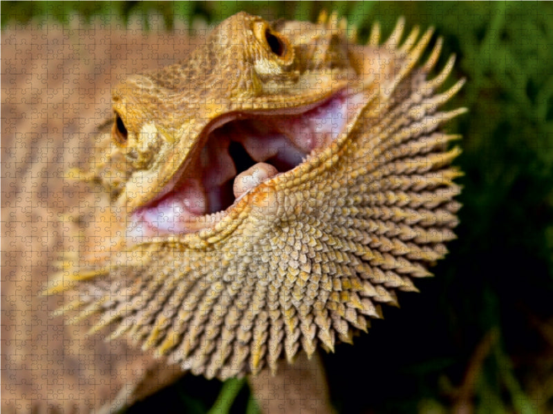 Bartagame - Südaustralien 1000 Teile Puzzle quer - CALVENDO Foto-Puzzle'