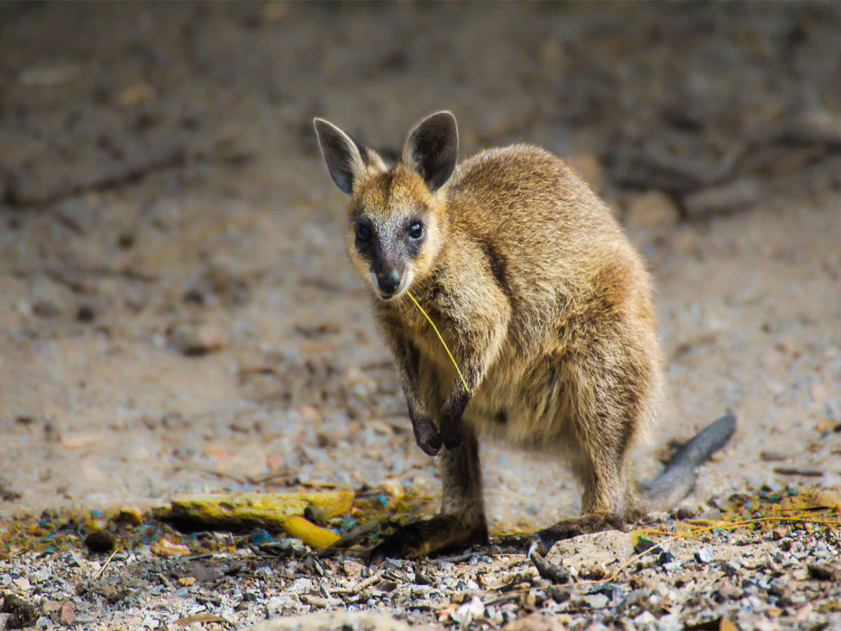 Wallaby - Australie du Sud - Puzzle photo CALVENDO 