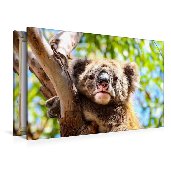 Premium Textil-Leinwand Koalas - Sunshine Coast - QLD