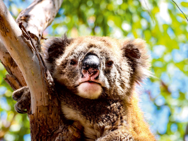 Koalas - Sunshine Coast - QLD 1000 Teile Puzzle quer - CALVENDO Foto-Puzzle'