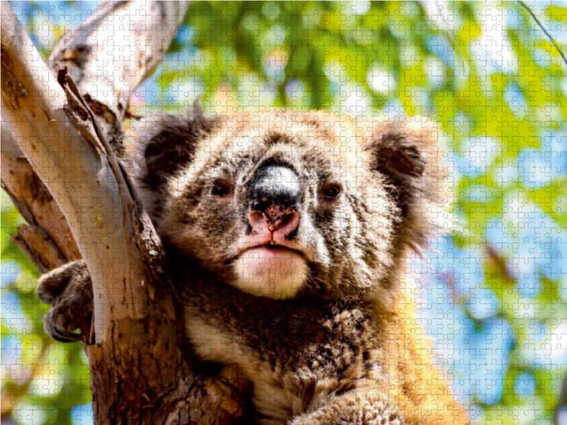Koalas - Sunshine Coast - QLD 1000 Teile Puzzle quer - CALVENDO Foto-Puzzle'