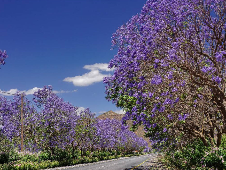 Blühende Jacaranda-Alleen - Bonnievale, Süd-Afrika - CALVENDO Foto-Puzzle'