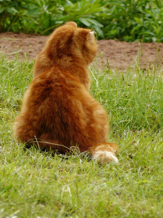 Kater Felix auf Mäusejagd - CALVENDO Foto-Puzzle'