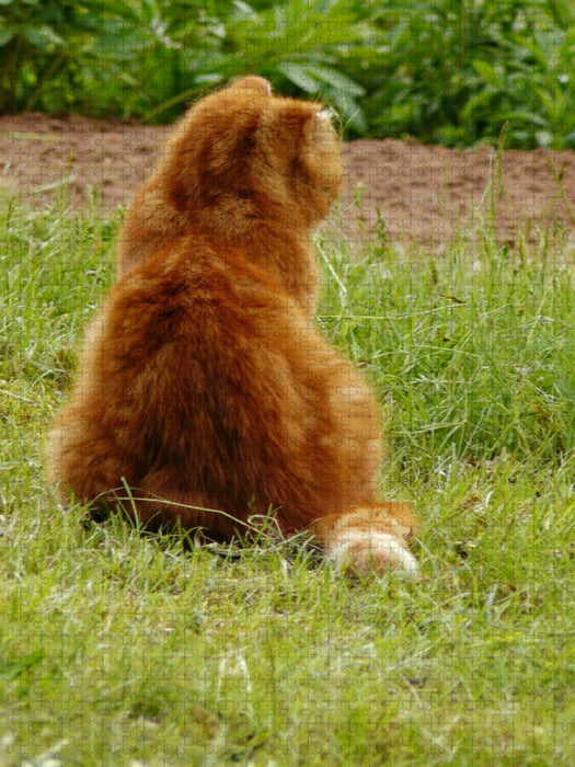 Kater Felix auf Mäusejagd - CALVENDO Foto-Puzzle'