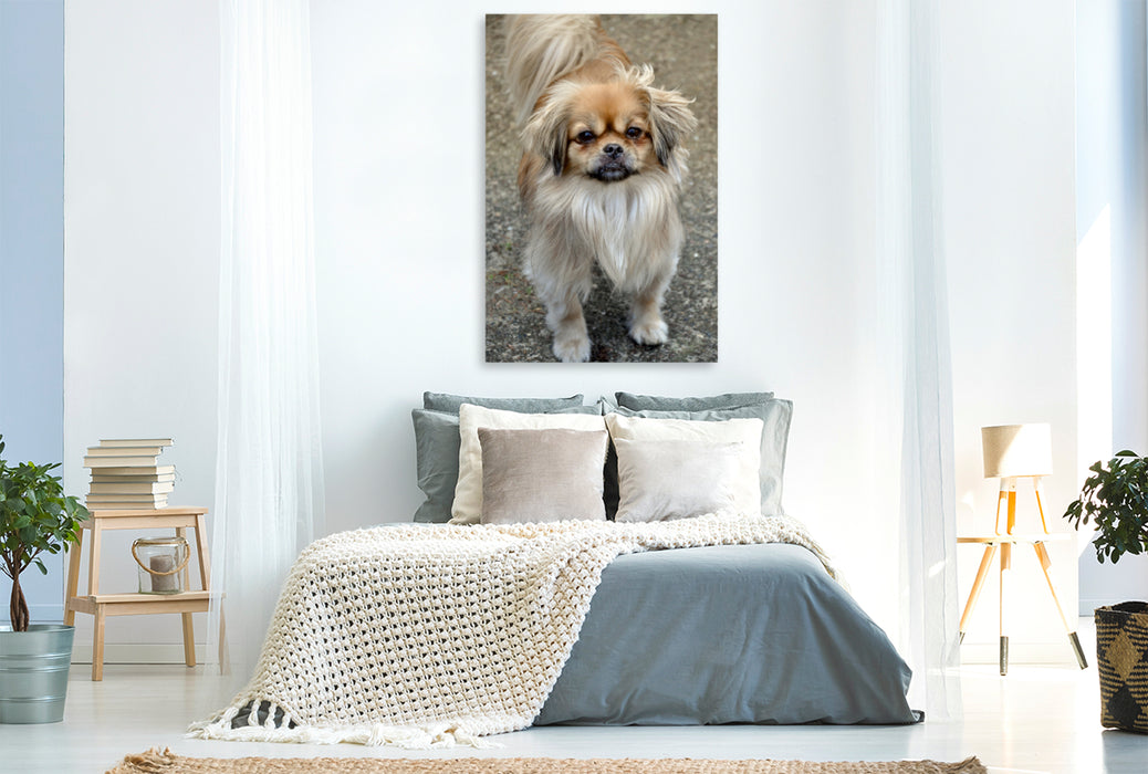 Premium Textil-Leinwand Premium Textil-Leinwand 80 cm x 120 cm  hoch Pekinese