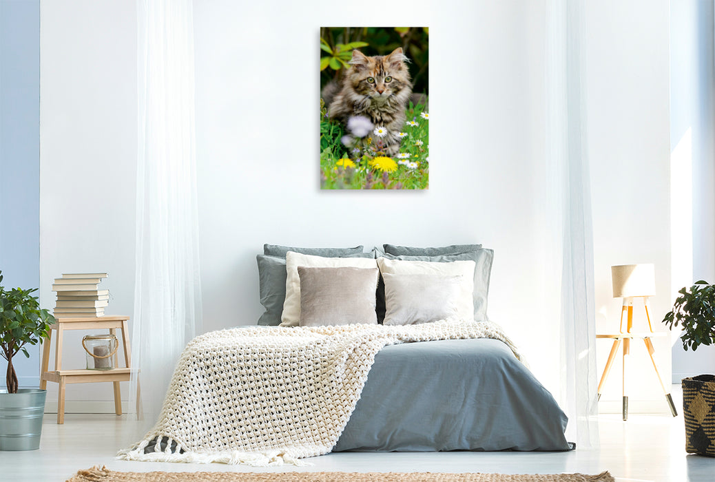 Premium Textil-Leinwand Premium Textil-Leinwand 60 cm x 90 cm hoch Niedliches Maine Coon Kätzchen in einer Frühlingswiese