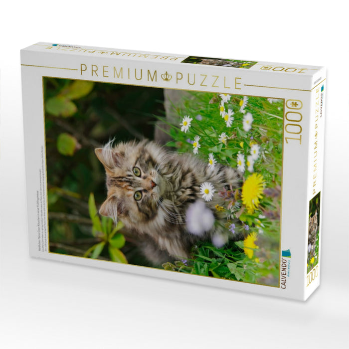 Niedliches Maine Coon Kätzchen in einer Frühlingswiese - CALVENDO Foto-Puzzle'