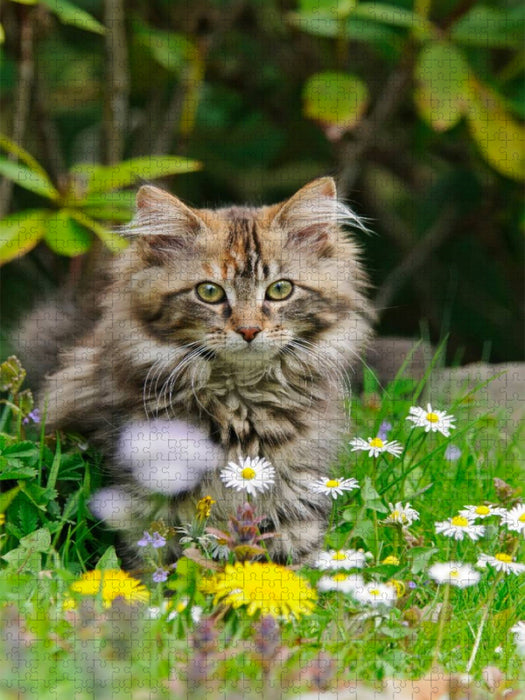 Niedliches Maine Coon Kätzchen in einer Frühlingswiese - CALVENDO Foto-Puzzle'