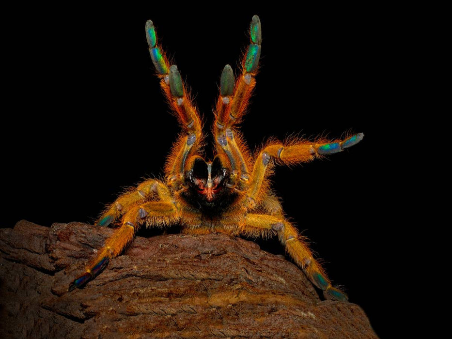Mombasa Tarantula - CALVENDO photo puzzle 