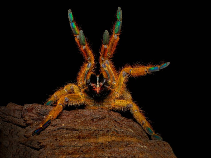 Mombasa Tarantula - CALVENDO photo puzzle 