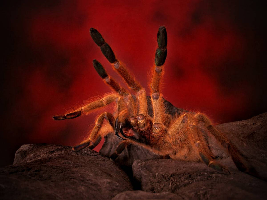Ein Motiv aus dem Kalender Mystische Vogelspinnen 1000 Teile Puzzle quer - CALVENDO Foto-Puzzle'