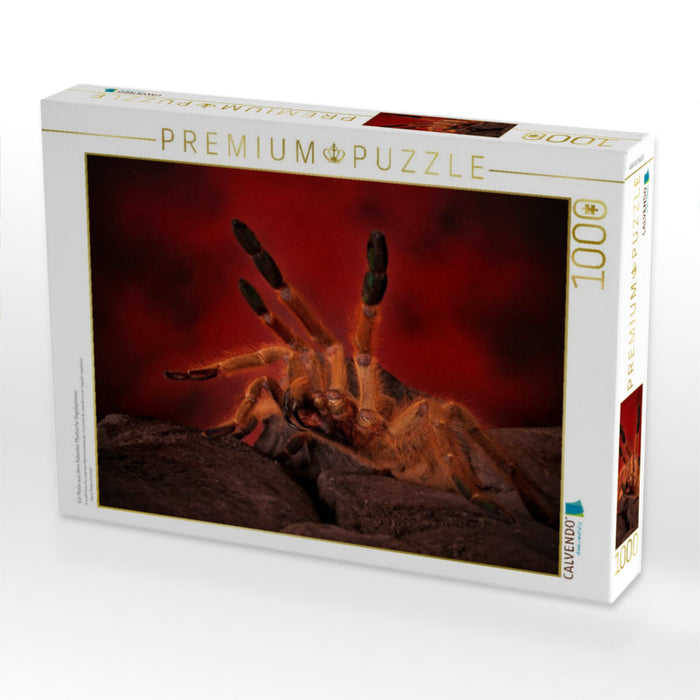 Ein Motiv aus dem Kalender Mystische Vogelspinnen 1000 Teile Puzzle quer - CALVENDO Foto-Puzzle'