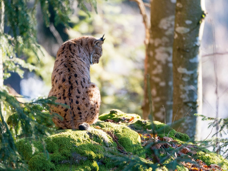 Lynx - CALVENDO photo puzzle 