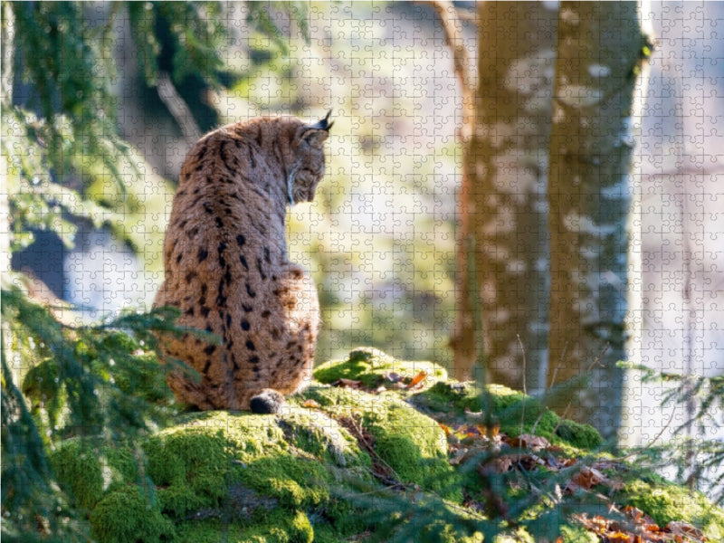 Lynx - CALVENDO photo puzzle 