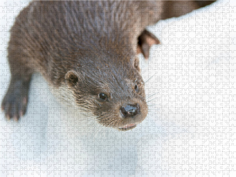 Fischotter 1000 Teile Puzzle quer - CALVENDO Foto-Puzzle'