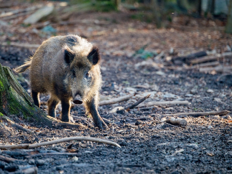 Sanglier - Puzzle photo CALVENDO 
