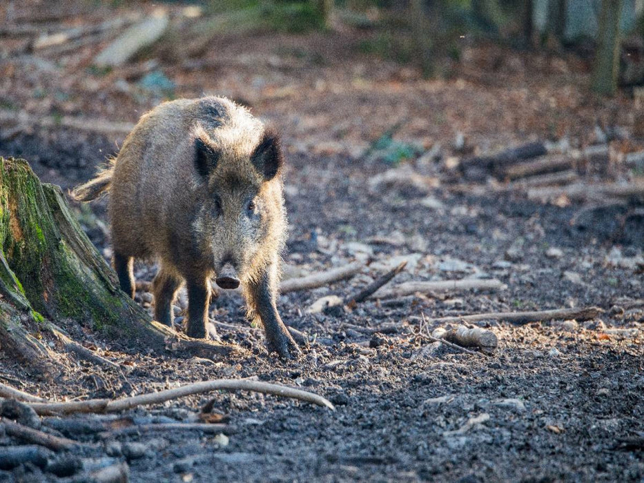 Wildschwein - CALVENDO Foto-Puzzle'