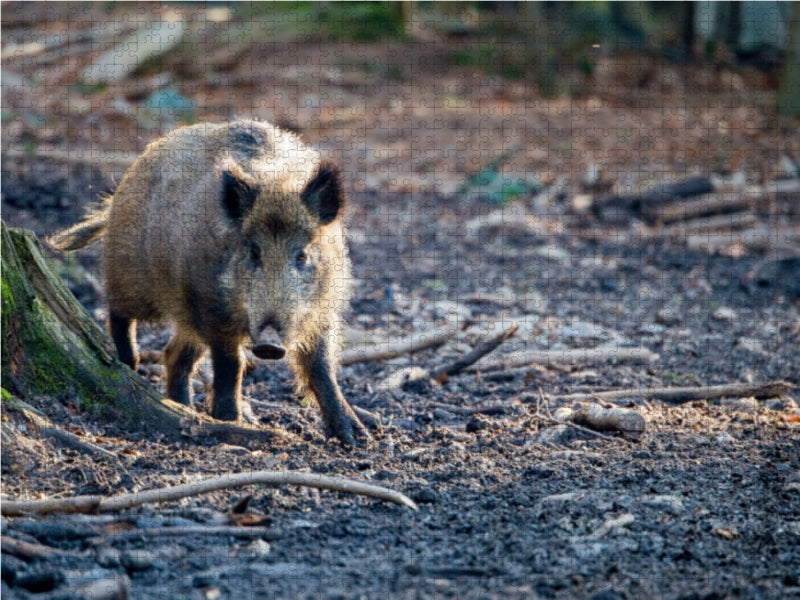 Sanglier - Puzzle photo CALVENDO 