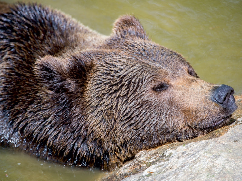 Ours brun - Puzzle photo CALVENDO 