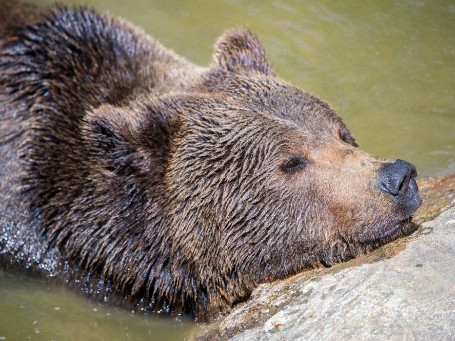 Braunbär - CALVENDO Foto-Puzzle'
