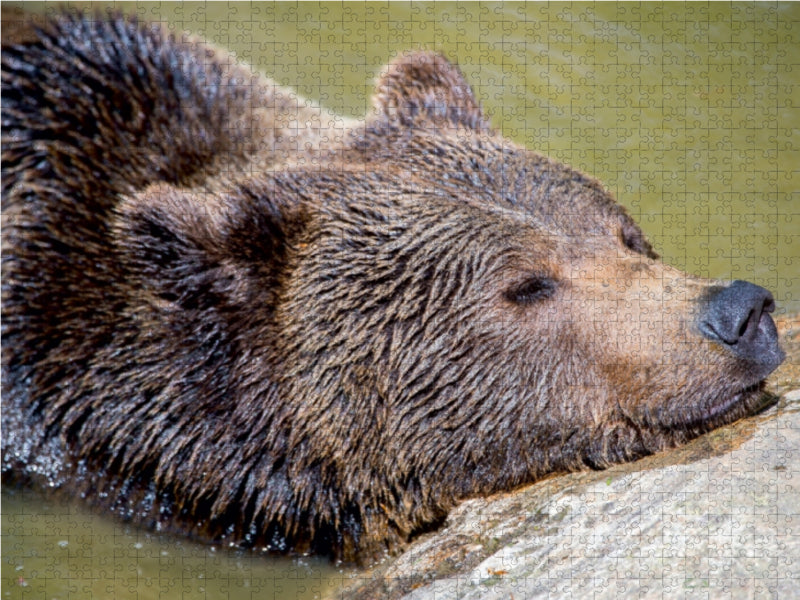 Ours brun - Puzzle photo CALVENDO 
