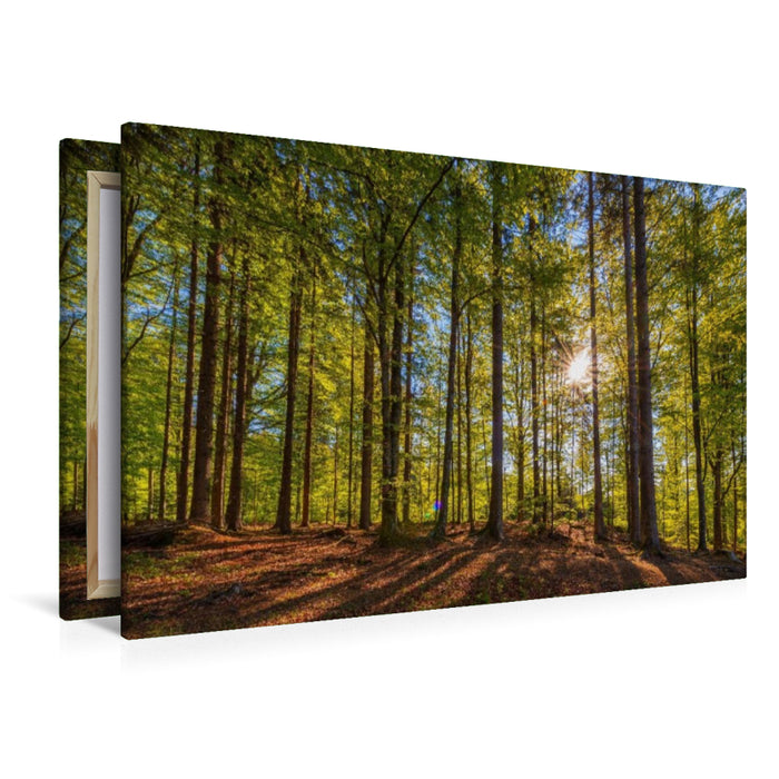 Premium Textil-Leinwand Im Wald