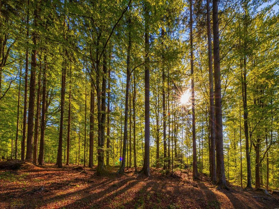 In the forest - CALVENDO photo puzzle 