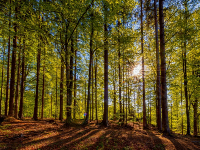 Im Wald 1000 Teile Puzzle quer - CALVENDO Foto-Puzzle'