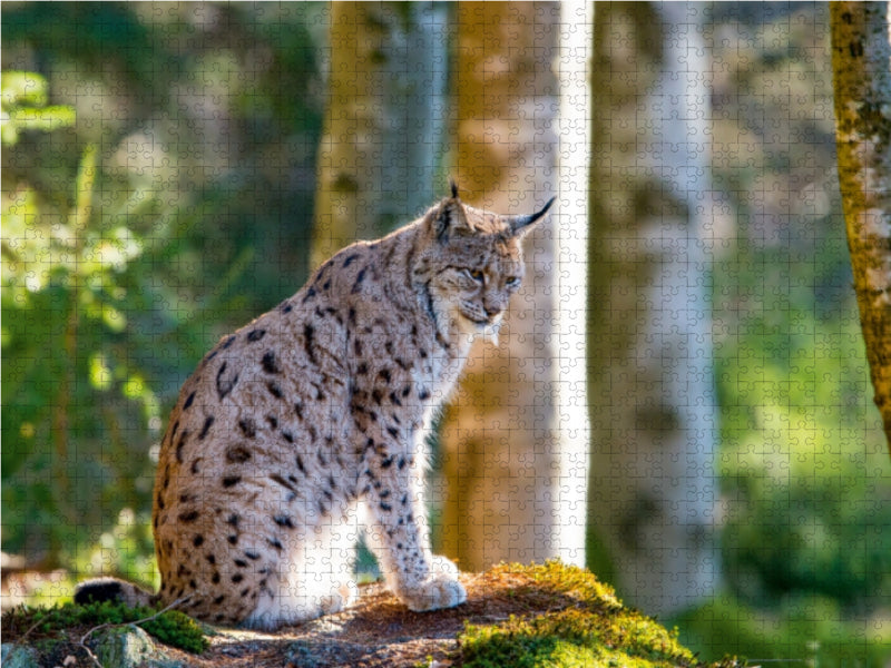 Ein Motiv aus dem Kalender Faszination Luchs im Bayerischen Wald 1000 Teile Puzzle quer - CALVENDO Foto-Puzzle'