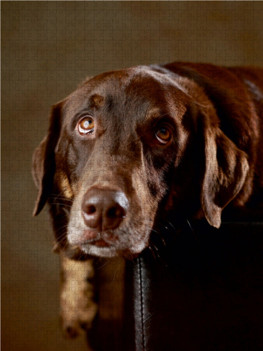 Simba - Labrador x Rottweiler mix, 4 years - CALVENDO photo puzzle 