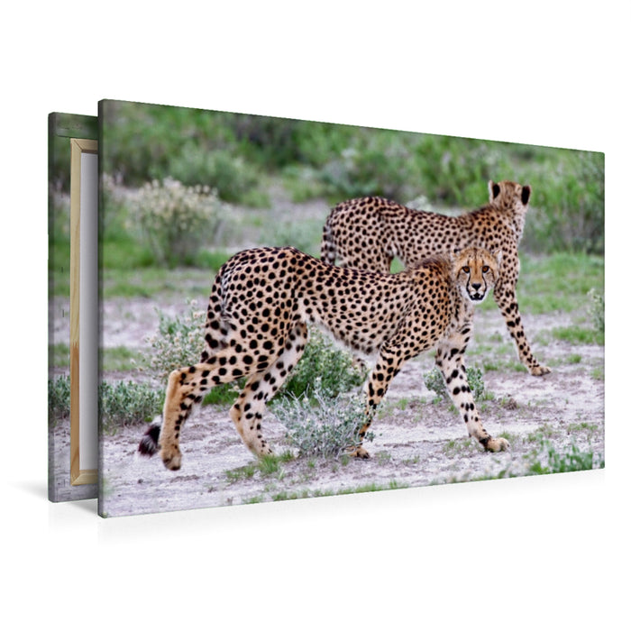 Premium Textil-Leinwand Geparden-Duo