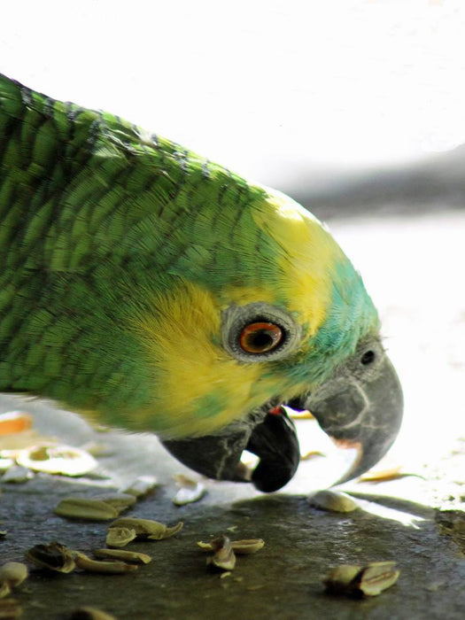 Leckerei - CALVENDO Foto-Puzzle'