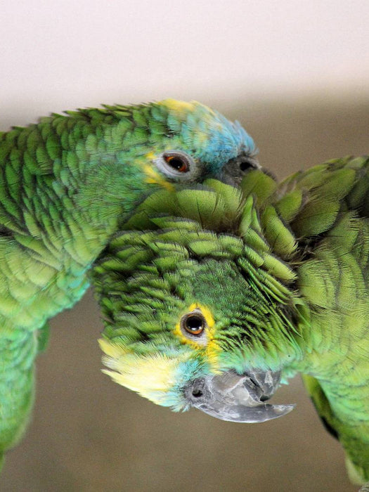 Ich mag Dich! - CALVENDO Foto-Puzzle'