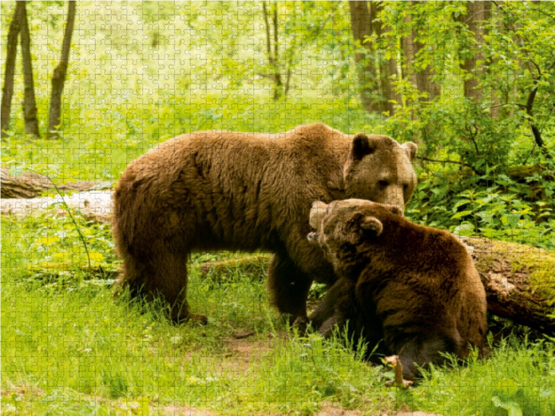 Bären-Treff zur Paarungszeit 1000 Teile Puzzle quer - CALVENDO Foto-Puzzle'