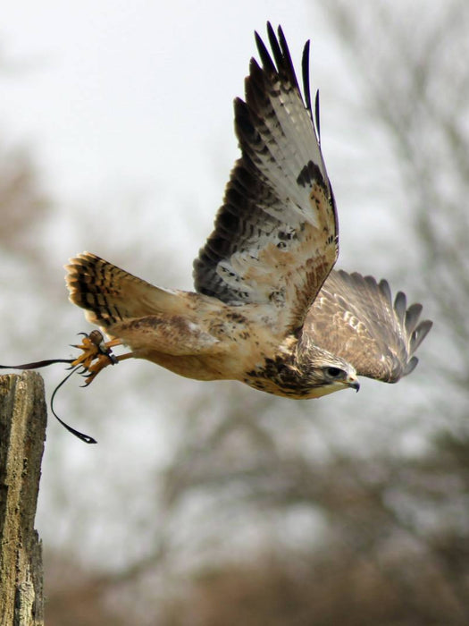 Abflug - CALVENDO Foto-Puzzle'
