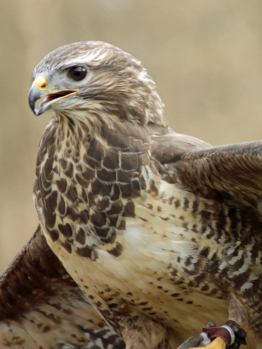 Stolz - CALVENDO Foto-Puzzle'